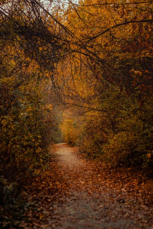 Serene Autumn Forest Pathway Landscape · Free Stock Photo