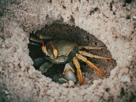 crab photo