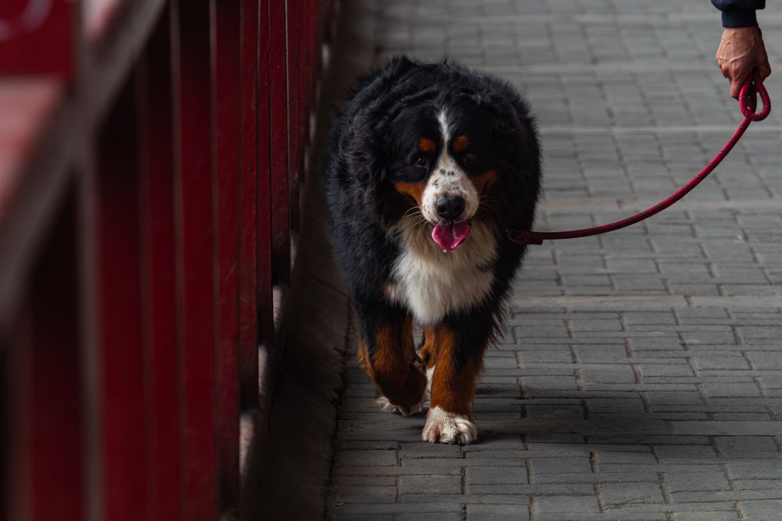Loose Leash Walking Tips for National Walk Your Dog Week: How to Stop Pulling and Enjoy Every Walk