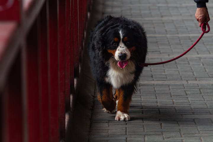 A Bernese Mountain Dog on a leash walking with its owner on a paved path.