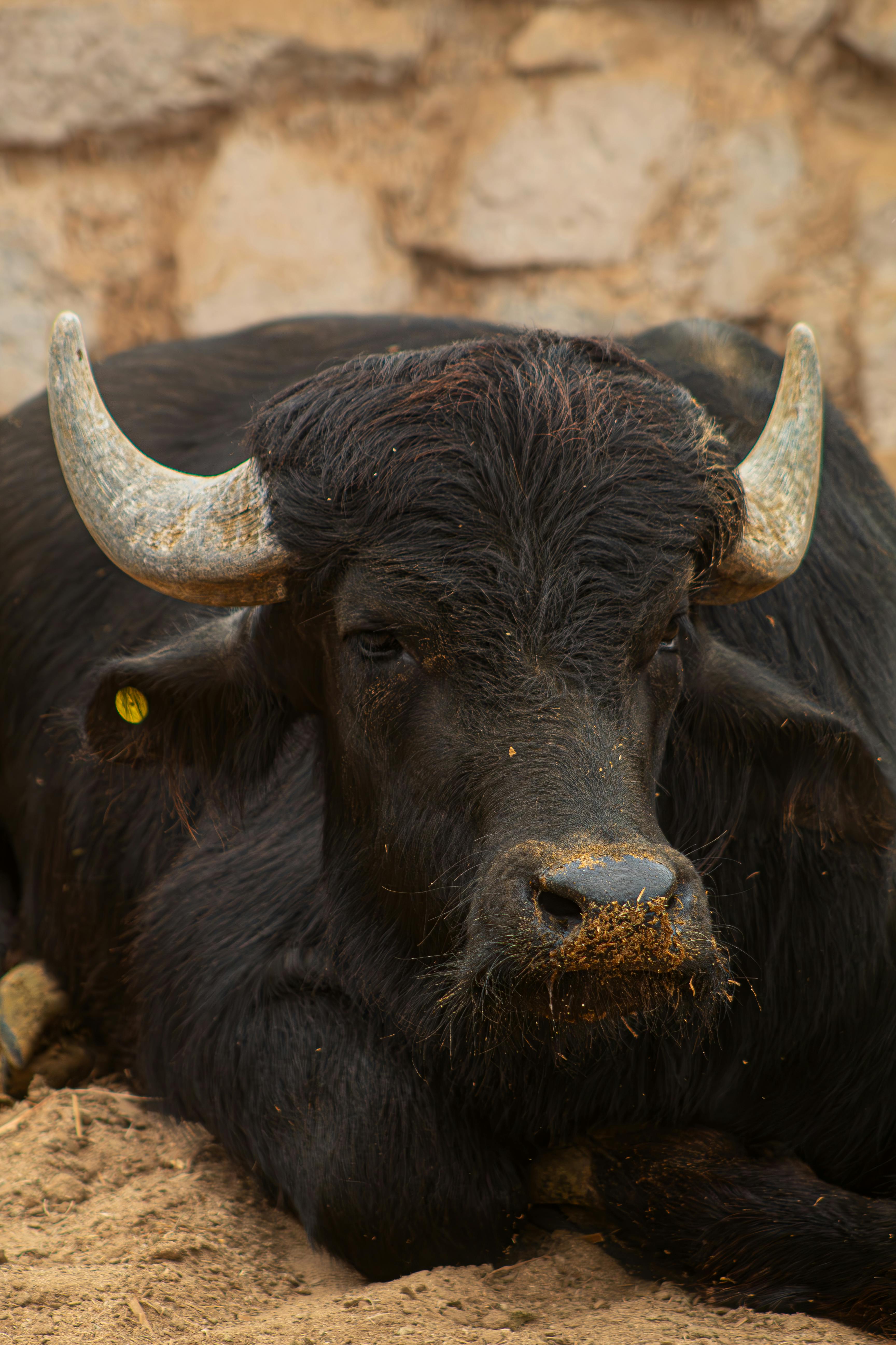 Gratuit Un buffle se reposant à l'intérieur, présentant ses grandes cornes et sa fourrure noire dans un cadre naturel. Photos