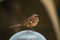 Close-up of a Brown Bird Perched on a Globe Fixture