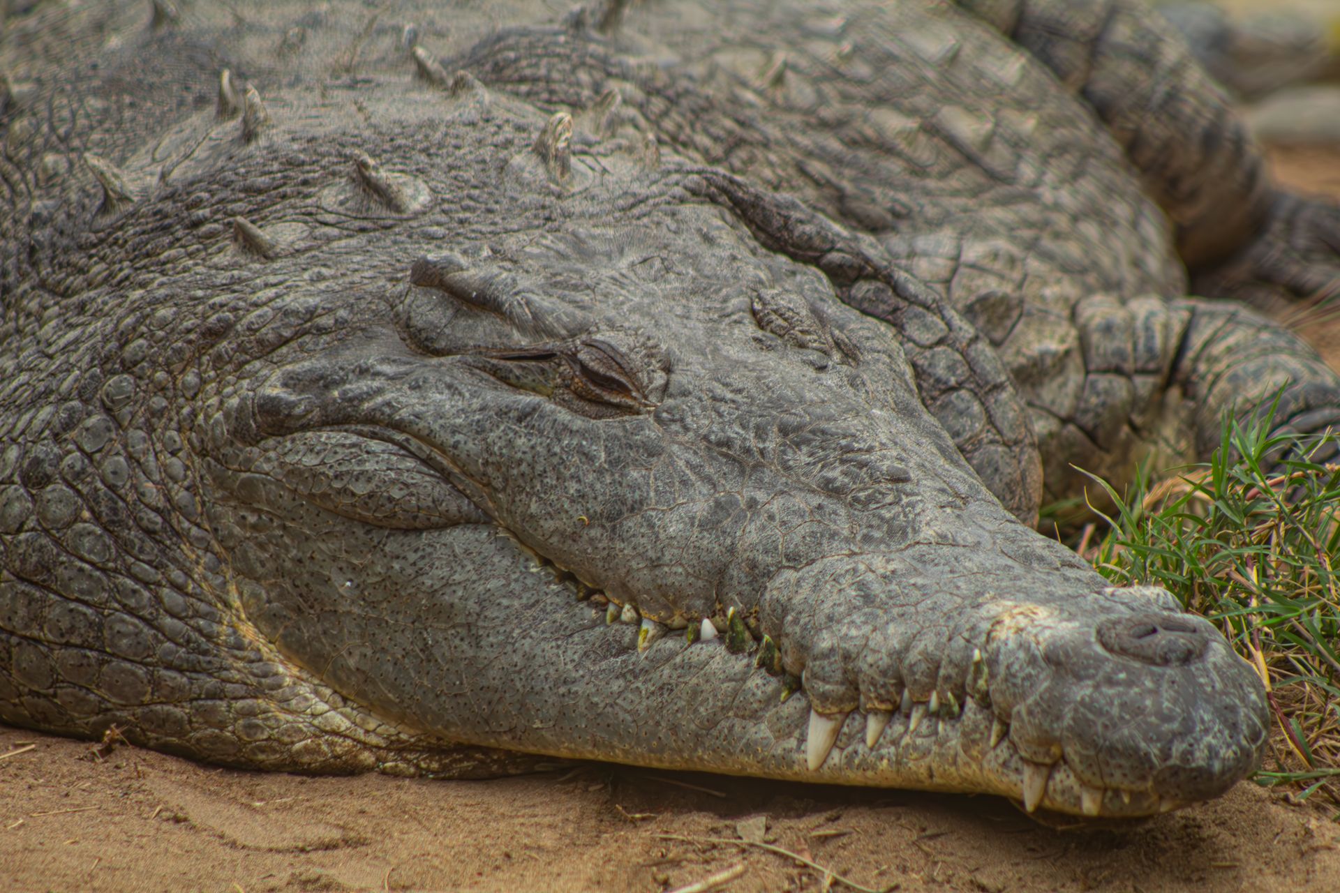 Detailed photo of a saltwater crocodile resting on the ground, highlighting its texture.