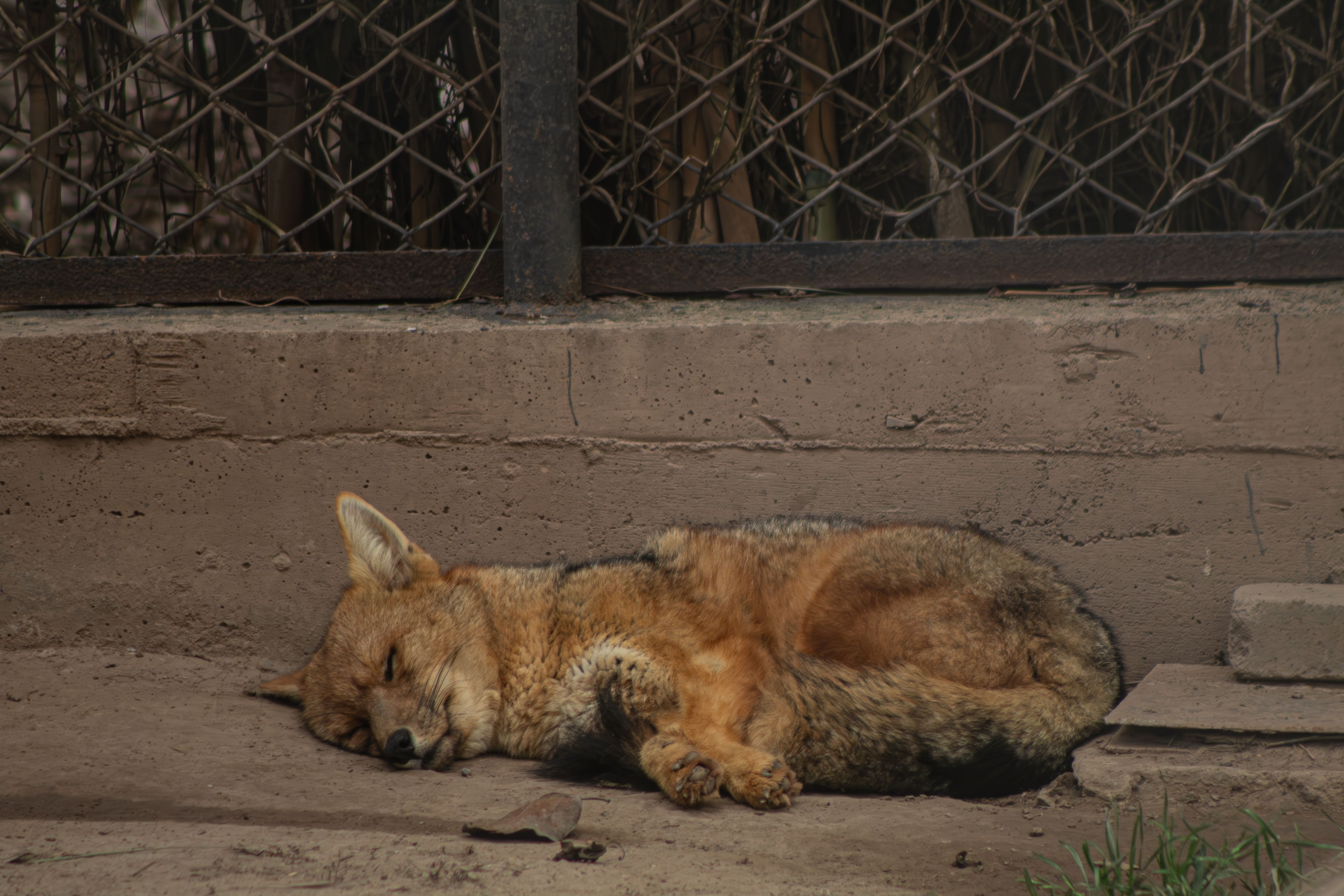 A serene image of a fox sleeping peacefully against a concrete wall in an urban area.