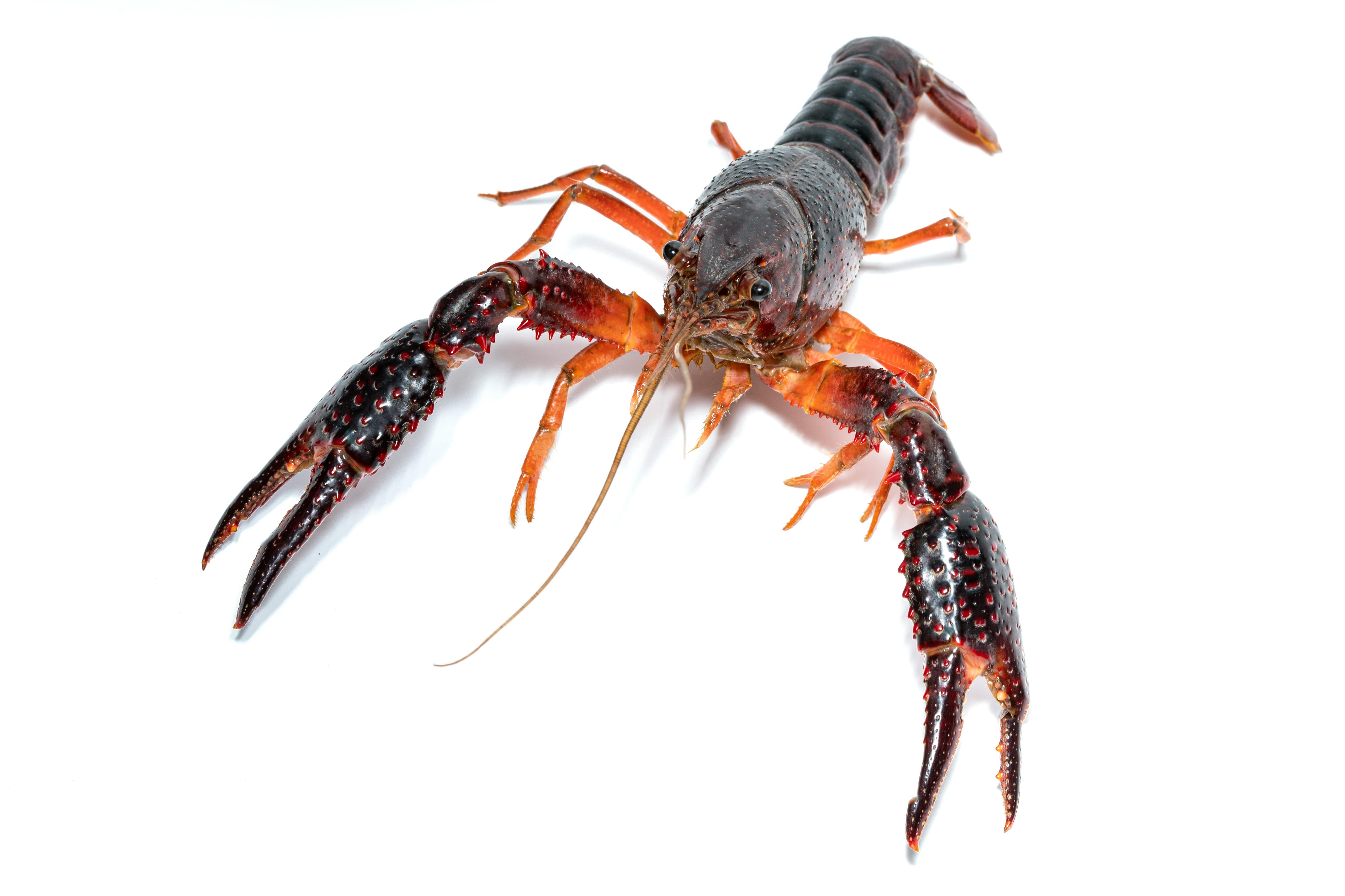 Gratuit Gros plan d'une écrevisse rouge sur fond blanc, mettant en valeur les détails et la texture. Photos