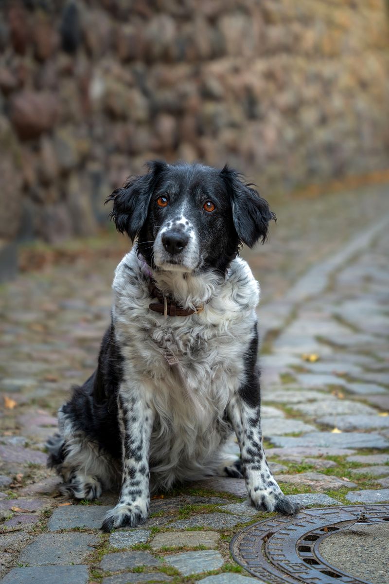 Dexter - photo 1