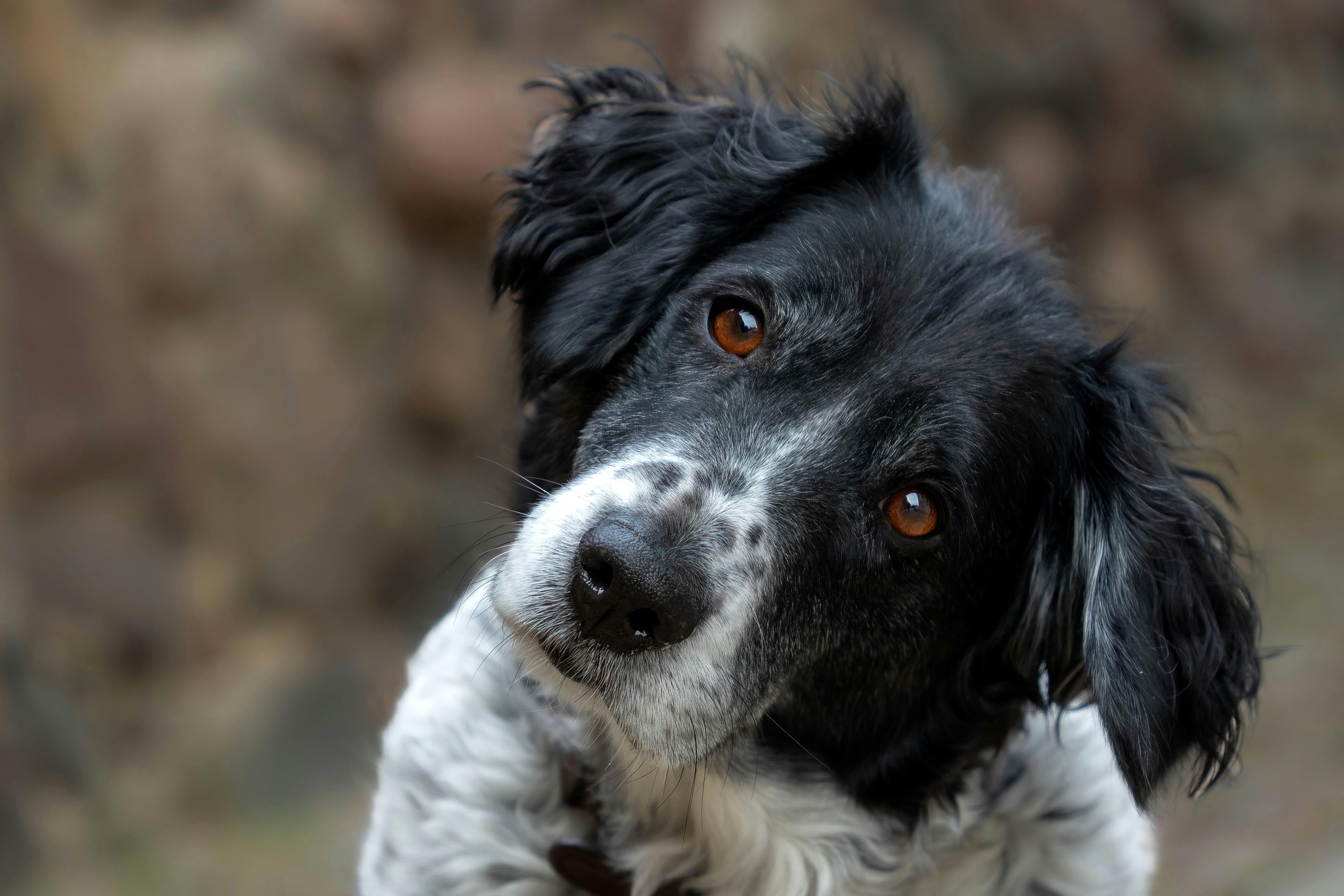 Adorable black and white dog with a curious expression, outdoors.