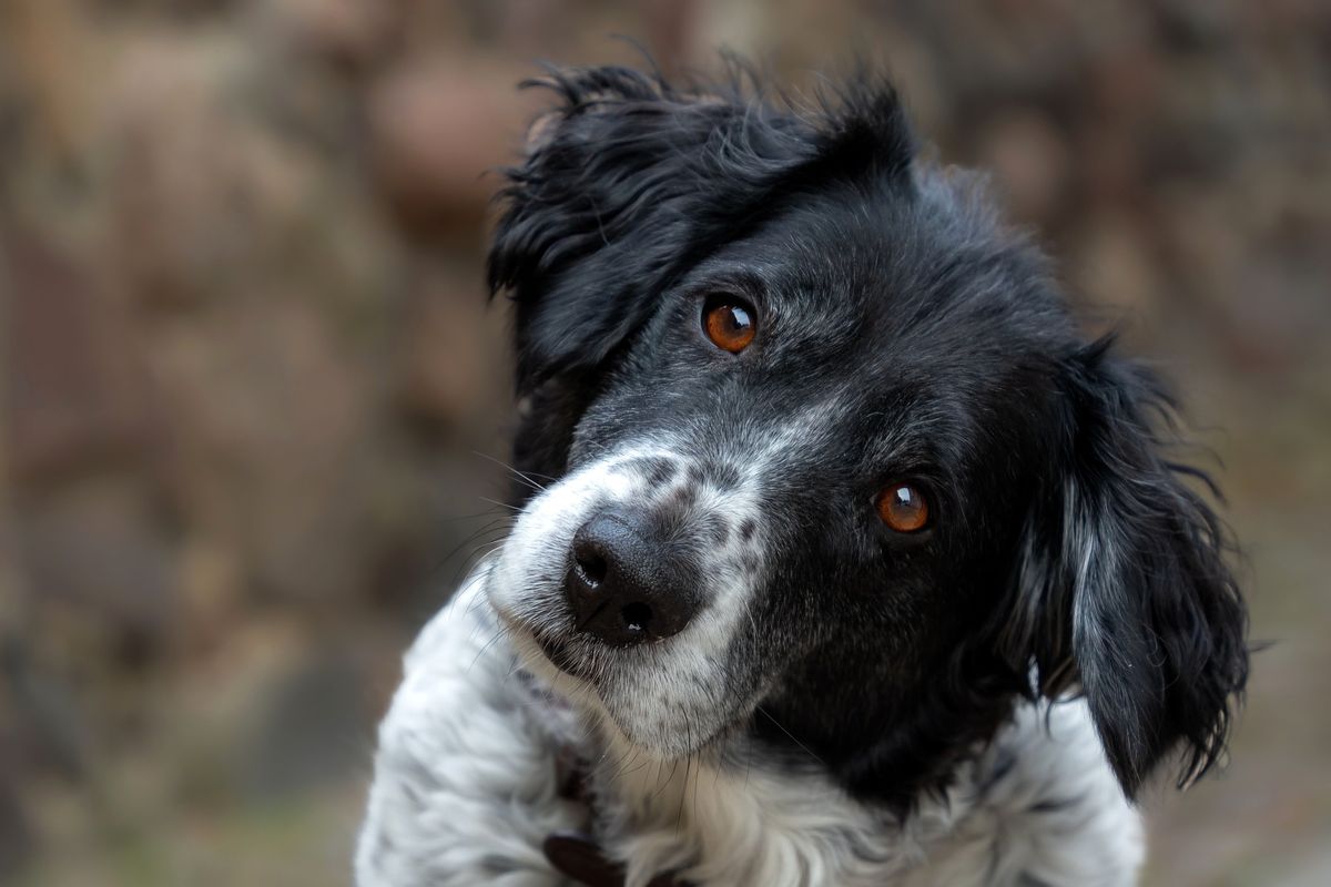 Chien inclinant la tête de côté d'un air curieux