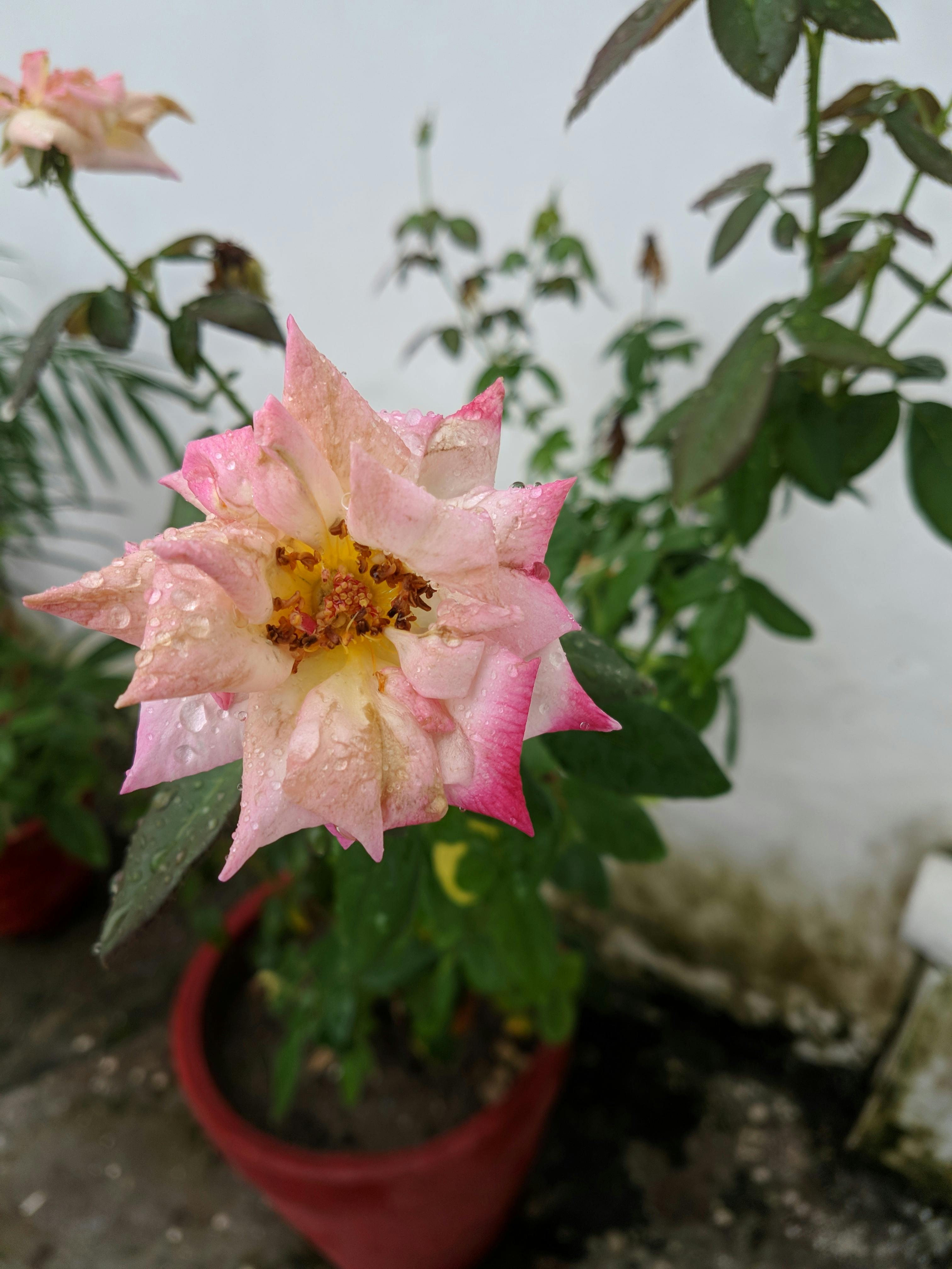 Drip Irrigation System Kits