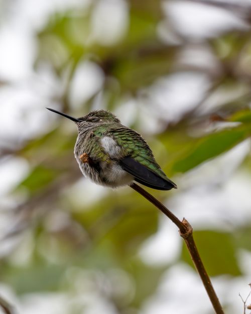 Free A detailed shot of a hummingbird perched on a branch with blurred foliage in the background. Stock Photo