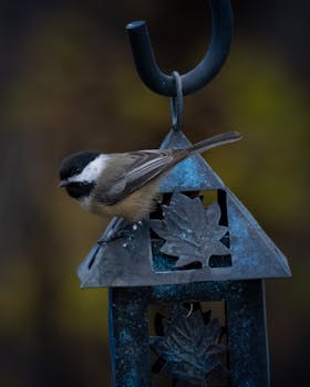 Chickadee sits on a decorative feeder in autumn setting, Wenatchee.