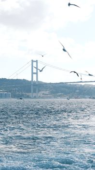 Seagulls flying over the Bosphorus with the iconic bridge in the background.