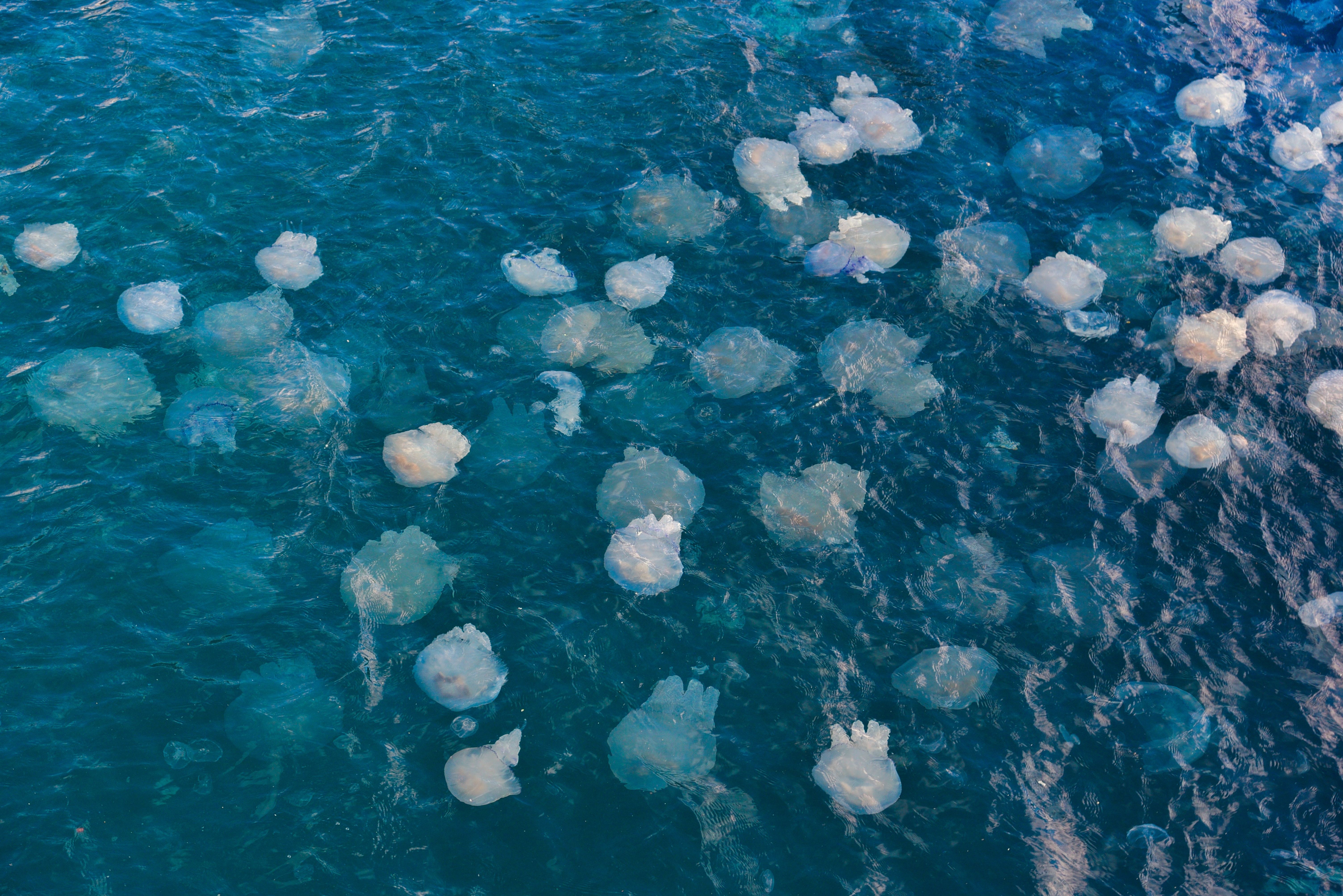 Jellyfish bloom clogs water pipelines at Nemmeli desalination plants in Chennai