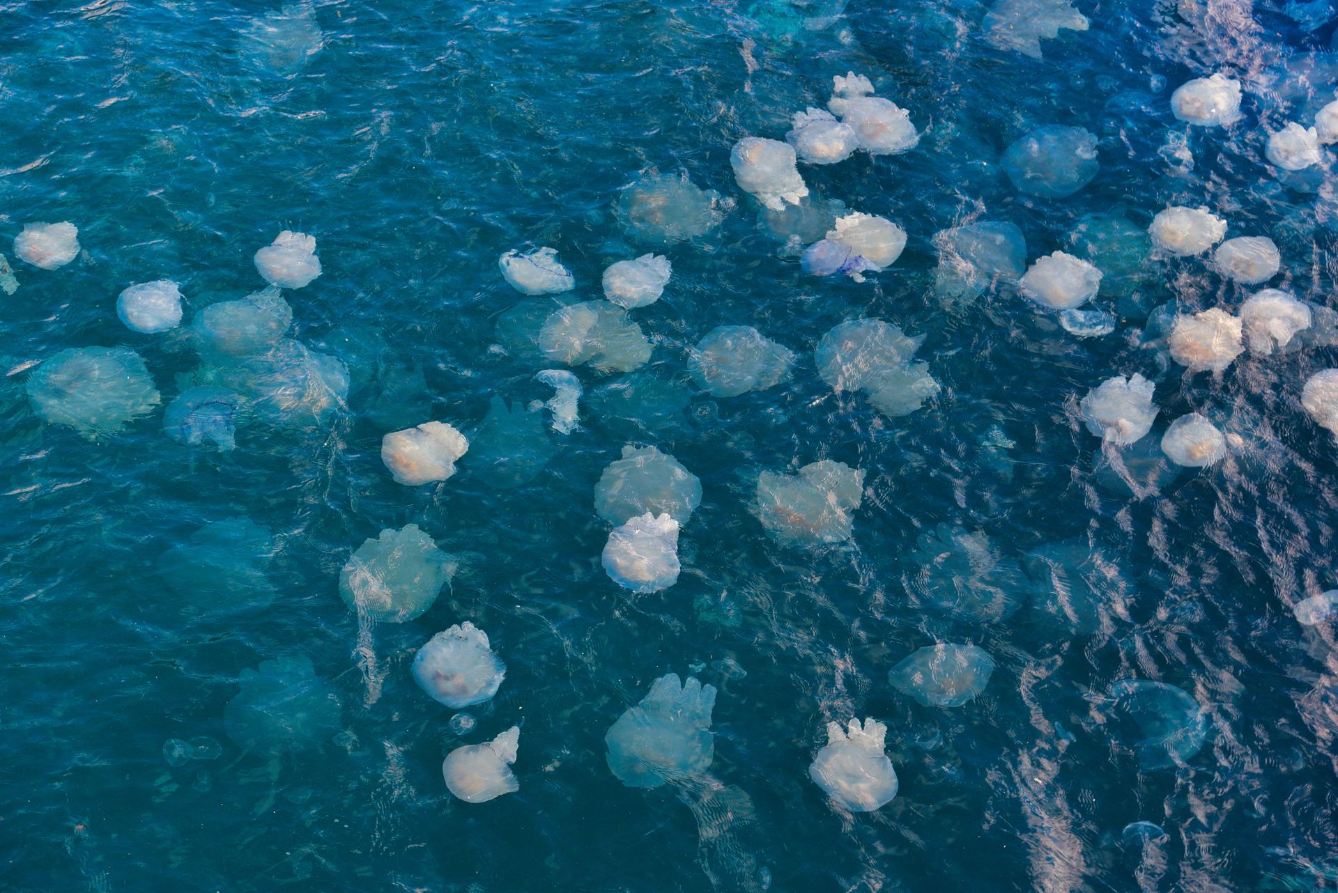 Underwater reef at Siargao