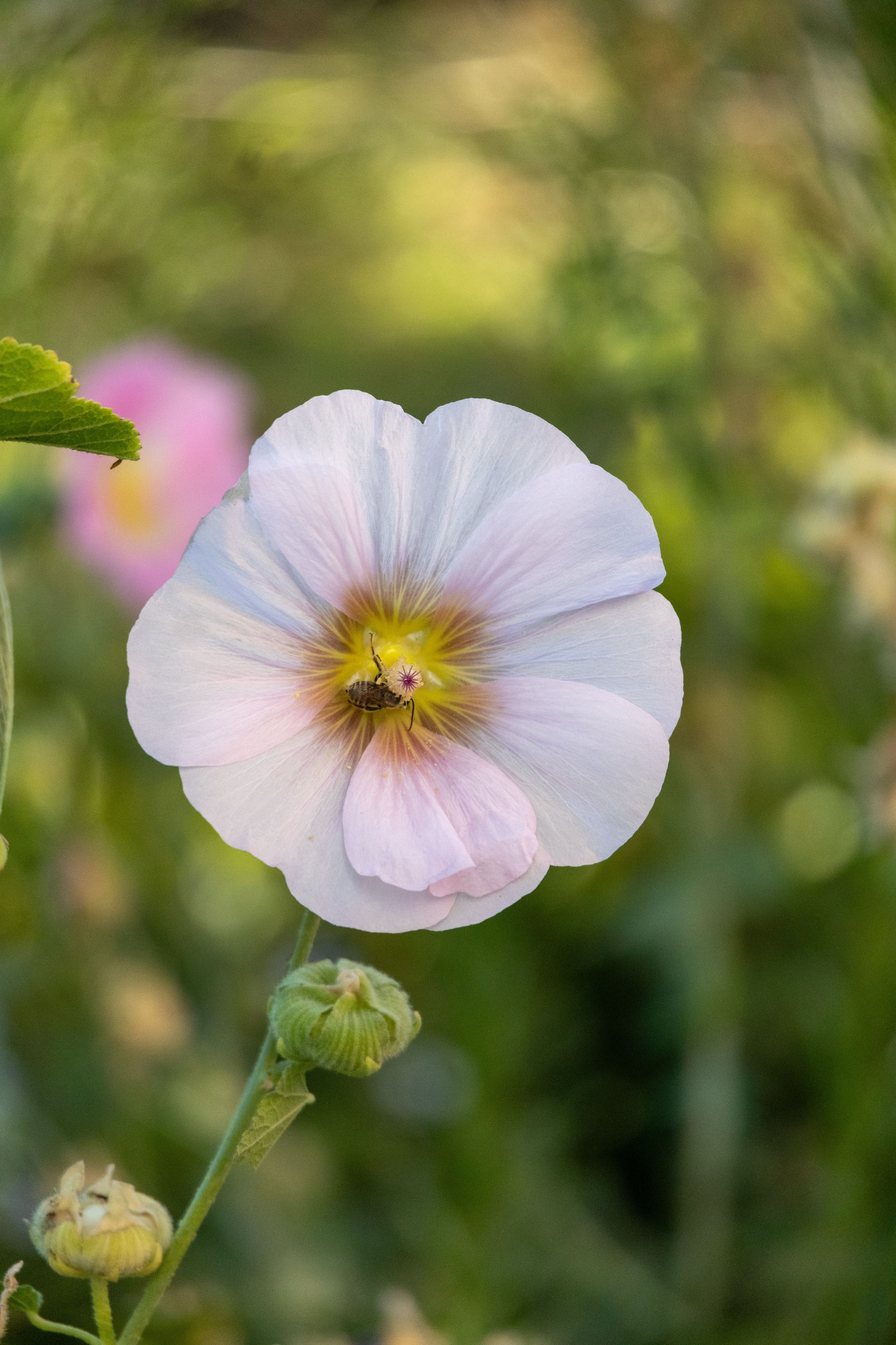 Close-up of a Colorful Hollyhock Flower with Insect · Free Stock Photo