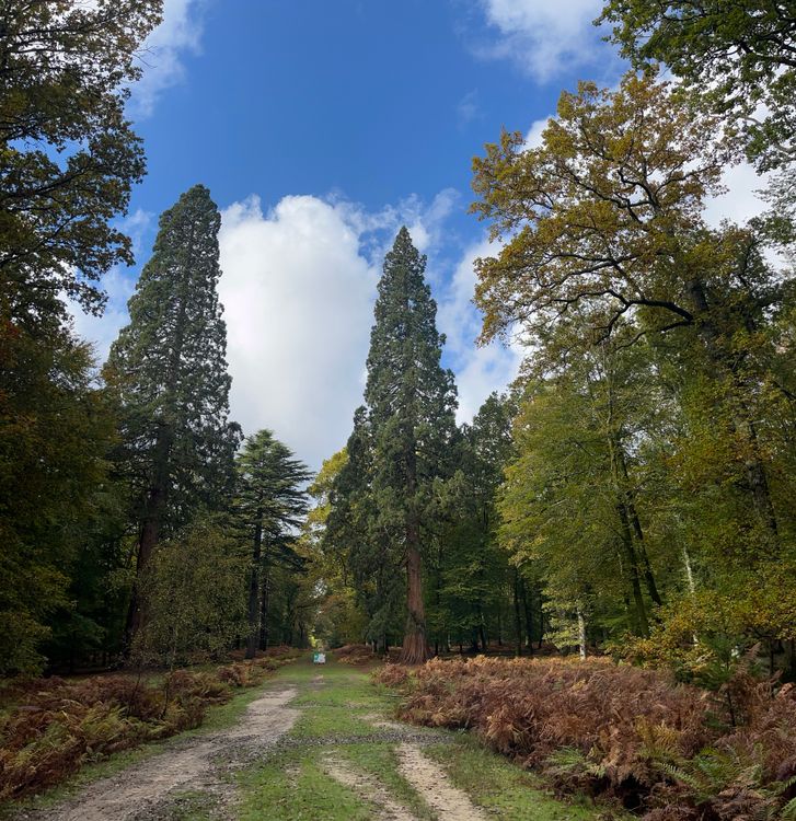 Clear Path Tree Scenic Forest Path with Towering Trees · Free Stock Photo