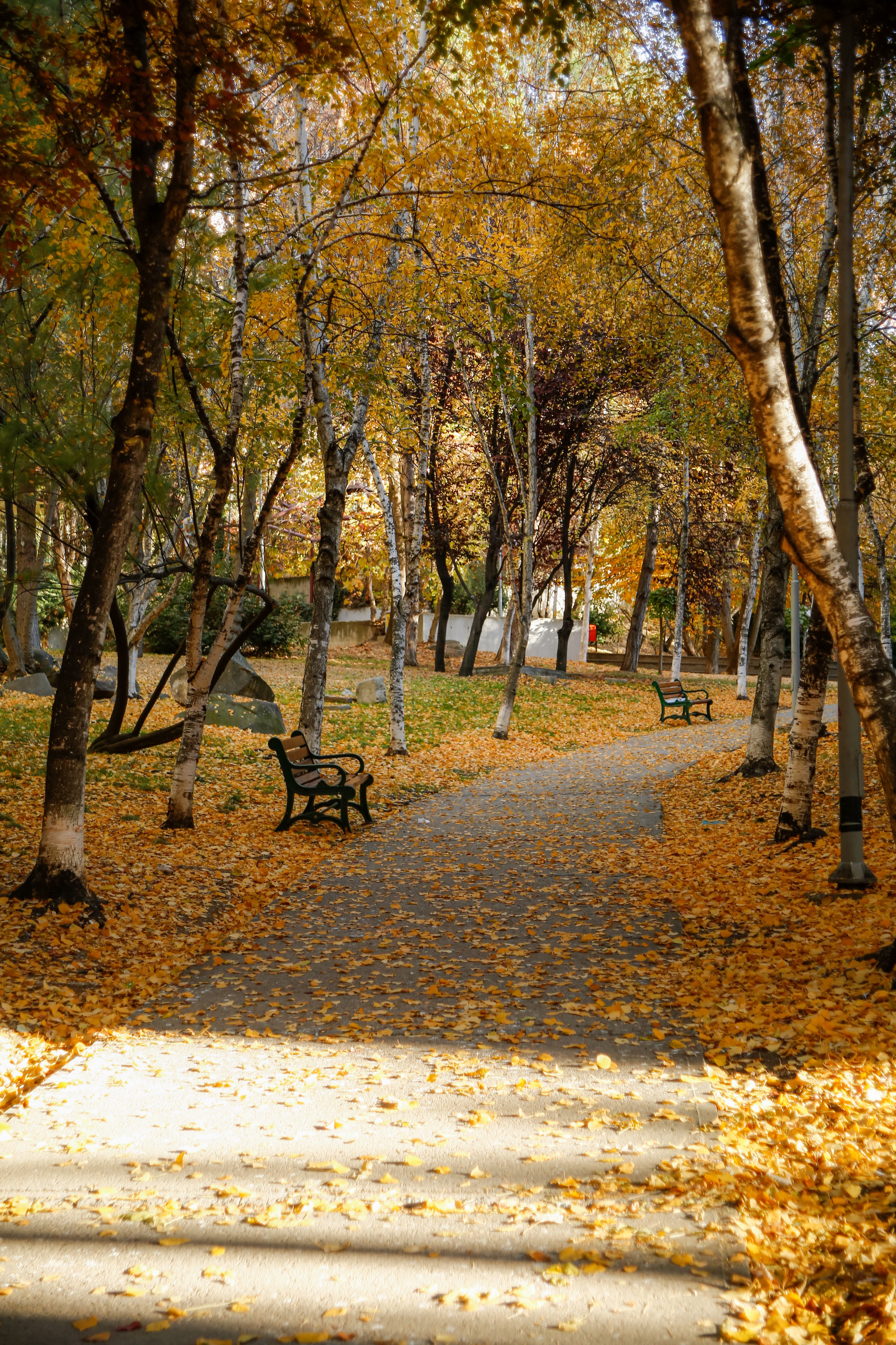 Serene Autumn Pathway in a Leafy Park · Free Stock Photo
