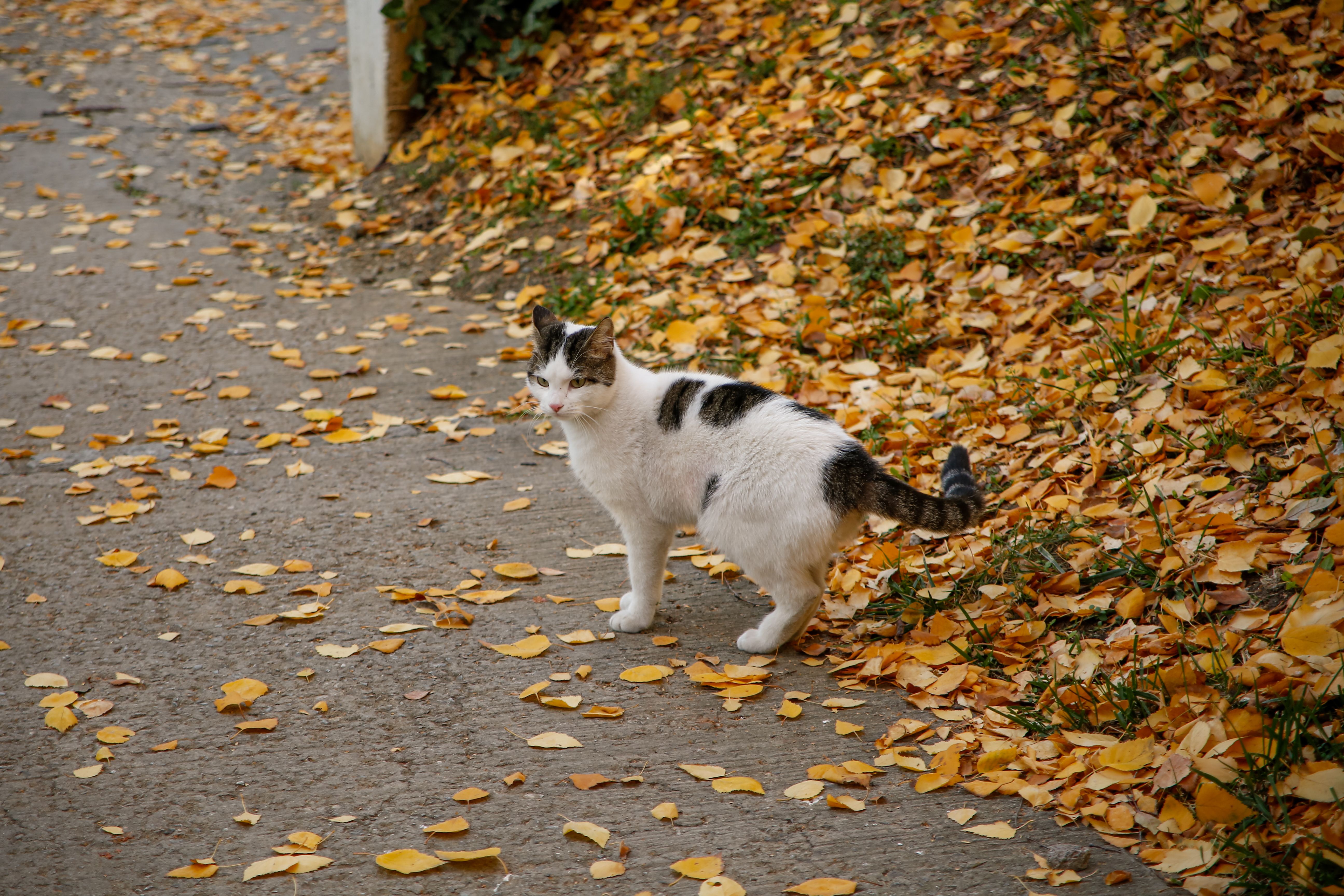 White and Black Cat in Autumn Leaves Outdoors · Free Stock Photo
