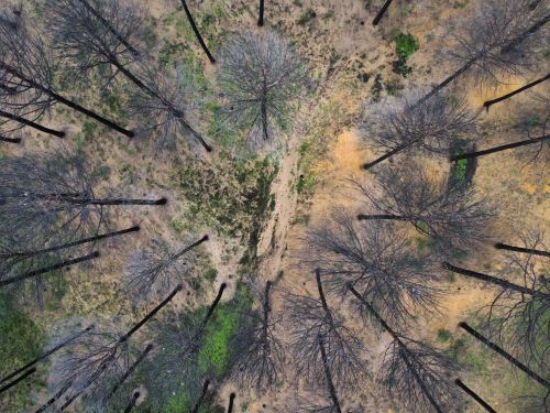 Free Drone shot of trees in Nefza, Béja, showing seasonal changes and diverse foliage. Stock Photo