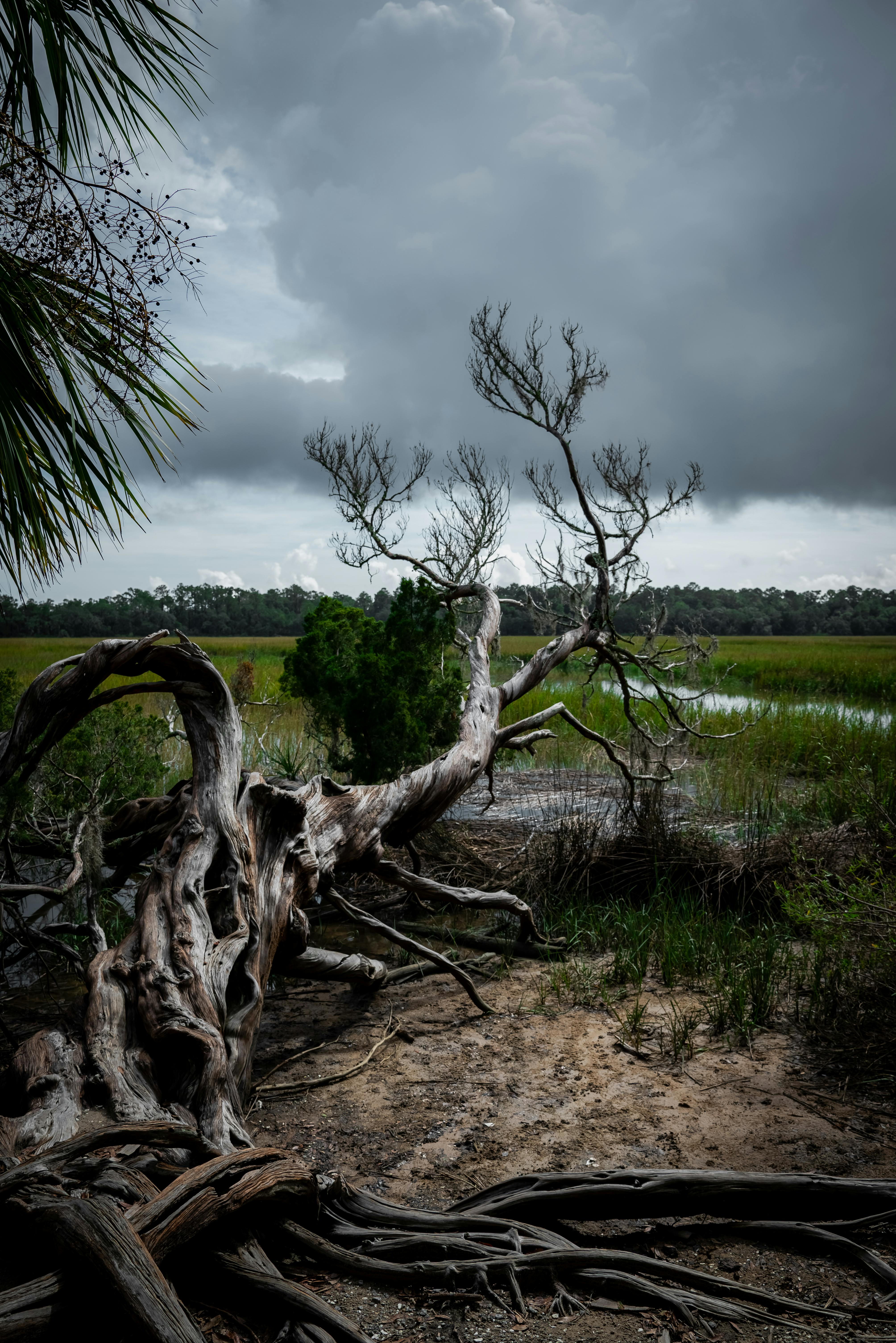 Best Roots Cropimages Photos, Download The BEST Free Best Roots ...