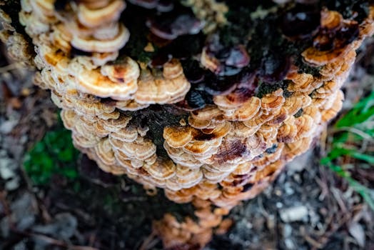 Vibrant Turkey Tail mushrooms growing on a tree in a natural setting, showcasing nature's textures.