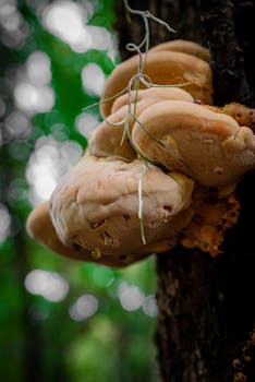 Detailed close-up of bracket fungus growing on a tree in a lush Savannah, Georgia forest.