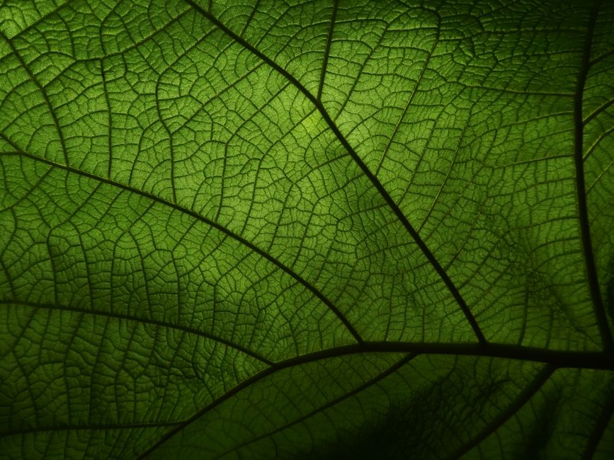 Intricate detail of a green leaf's veins, capturing natural beauty