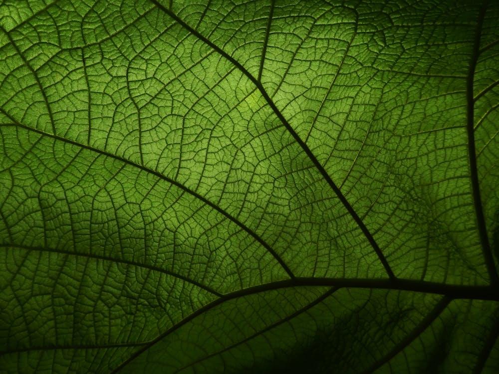 Darmowe zdjęcie z galerii z liść, roślina, zakład