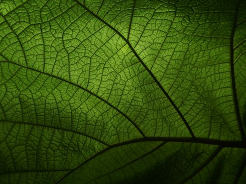 Free Intricate detail of a green leaf's veins, capturing natural beauty Stock Photo