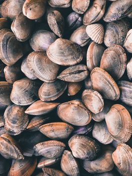A detailed view of numerous clamshells piled together, showcasing natural textures.
