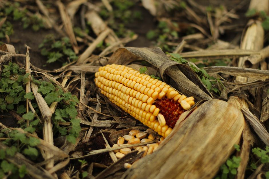 A maize cob and dry crop residue left on the soil as mulch cover — permanent cover is one of conservation agriculture’s three principles.