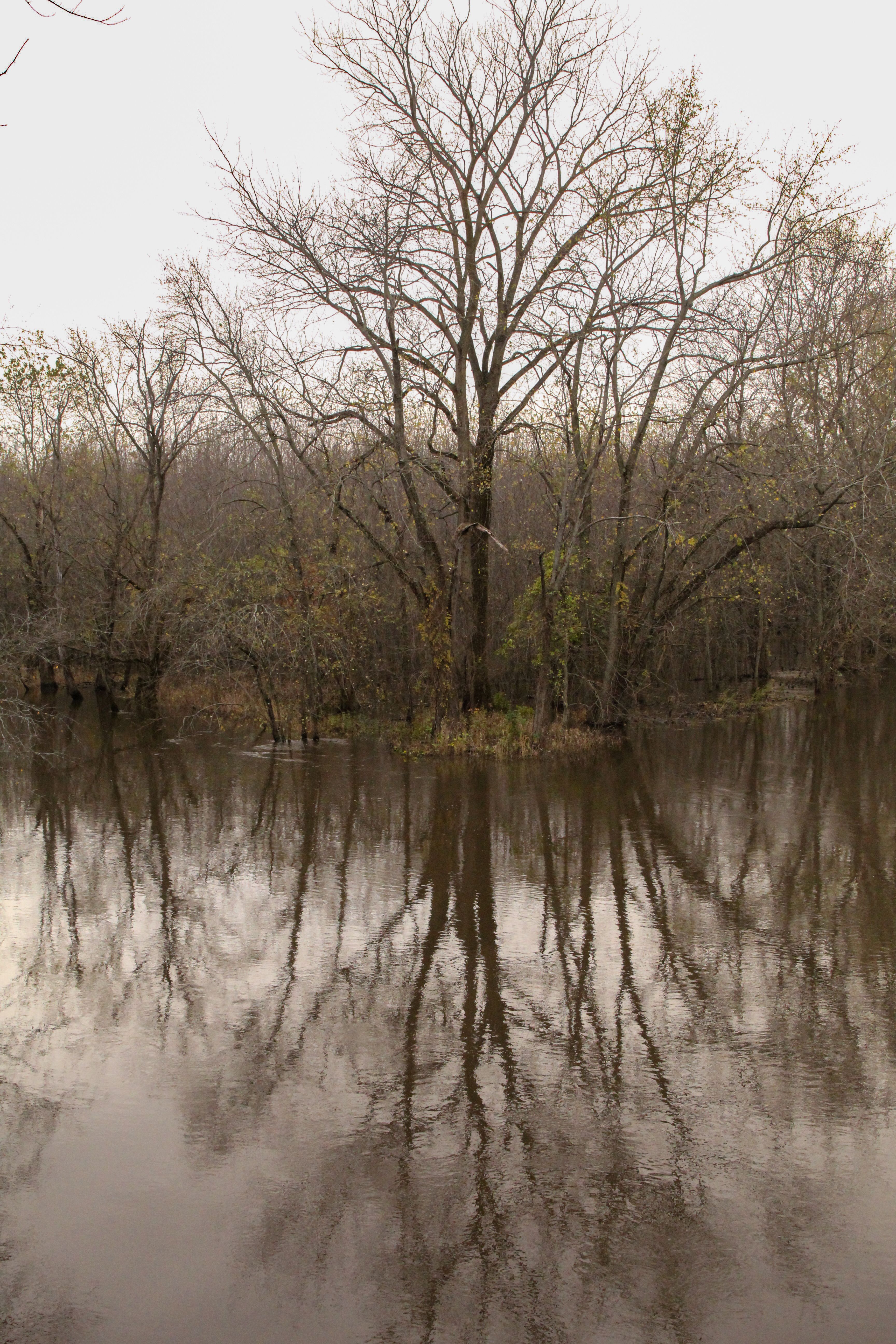 Reflection of Trees in Calm River Water · Free Stock Photo