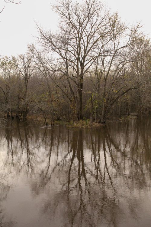 Free Bare trees reflected in a still river, creating a serene autumn landscape. Stock Photo