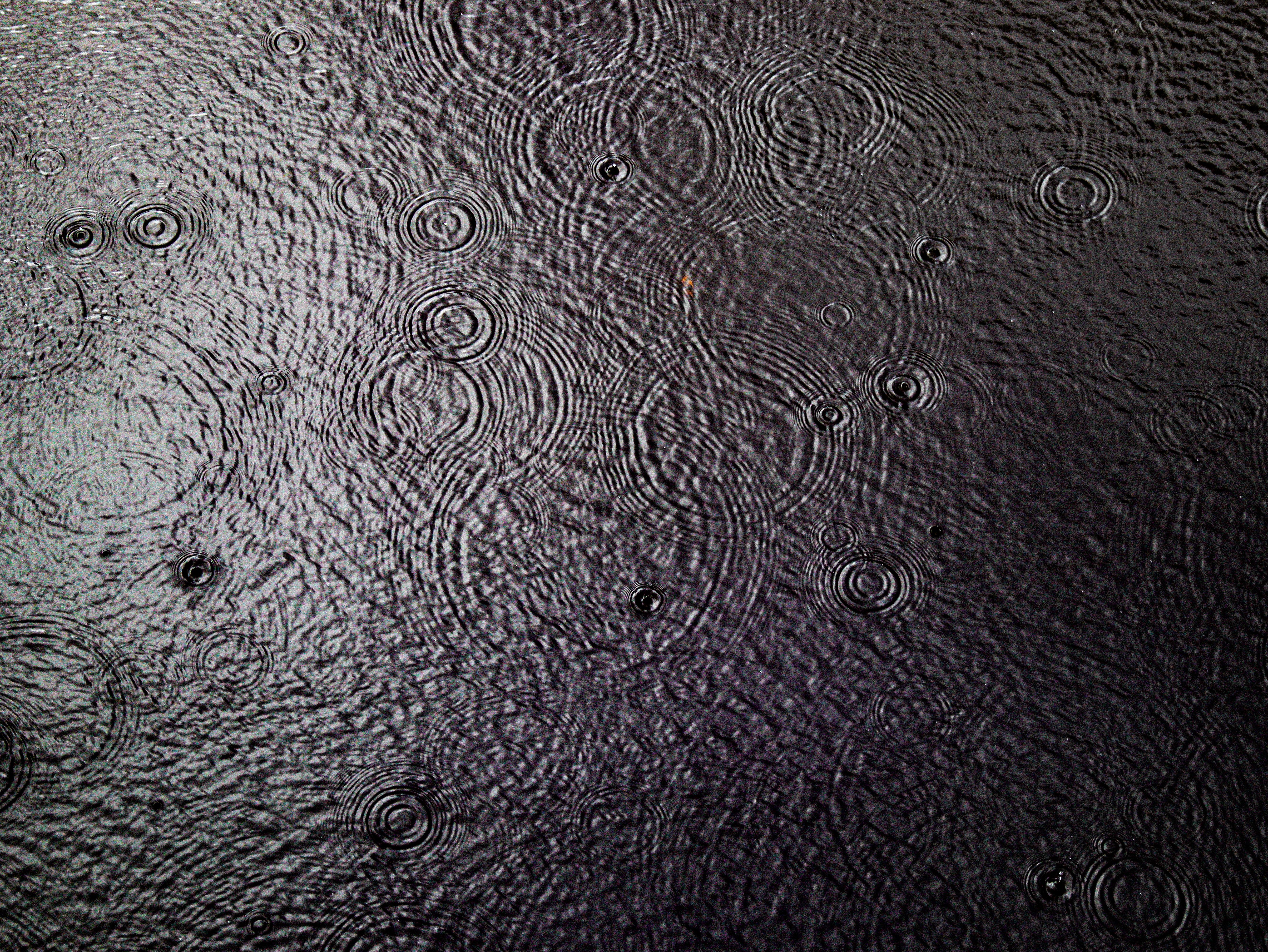 Soothing Raindrop Ripples on Calm Water Surface · Free Stock Photo