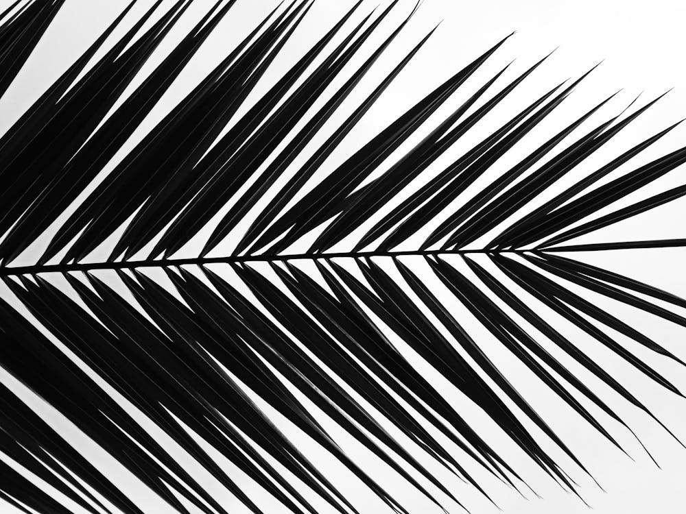 Imagine de stoc gratuită din alb-negru, contur, frunza de palmier