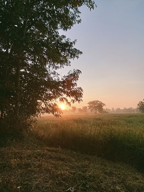 Free Sunrise view over a tranquil green field with trees and soft morning light. Stock Photo