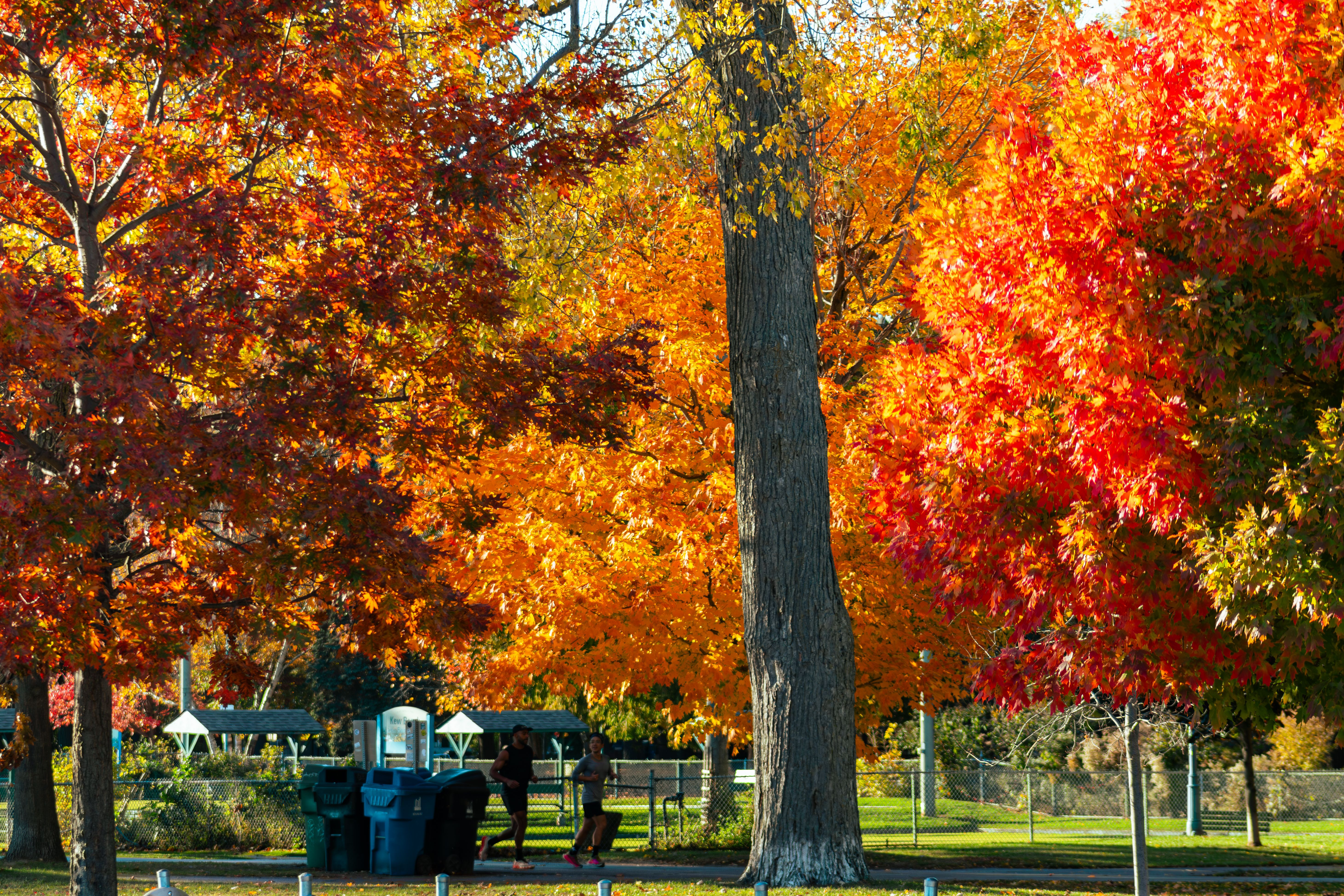 Vibrant Autumn Scene in Toronto Park · Free Stock Photo