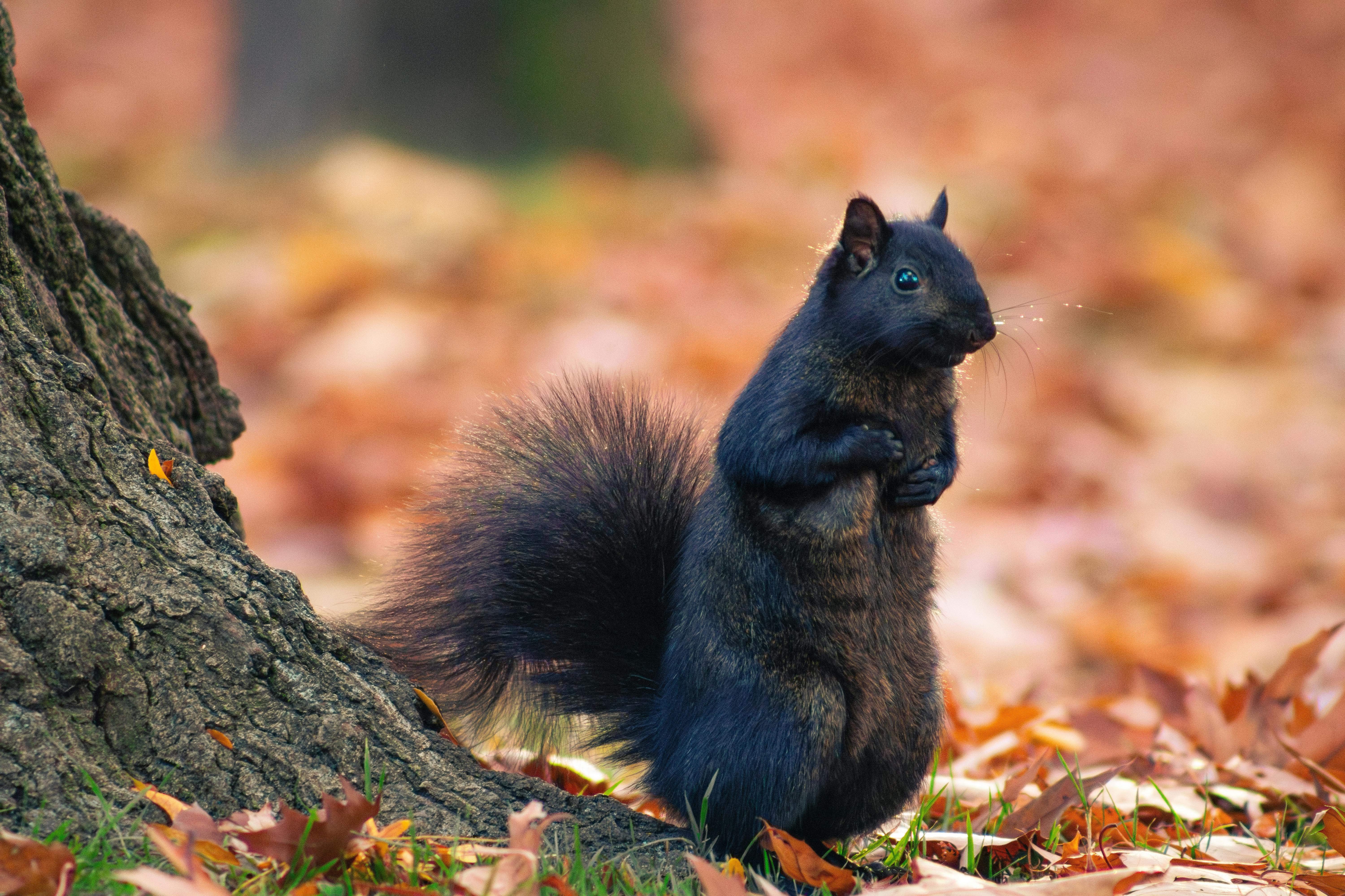 Black morph squirrel on a fall day in Toronto park with colorful leaves.