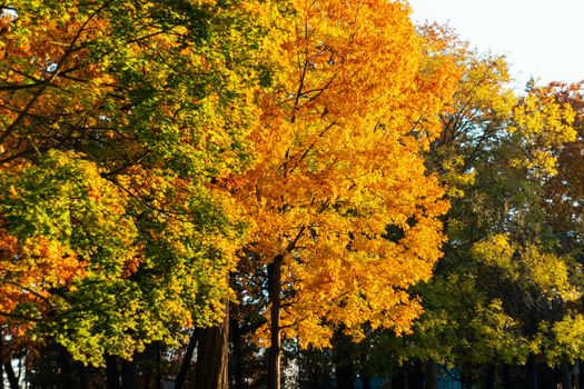Bright autumn leaves in a Toronto park showcasing the beauty of fall colors.