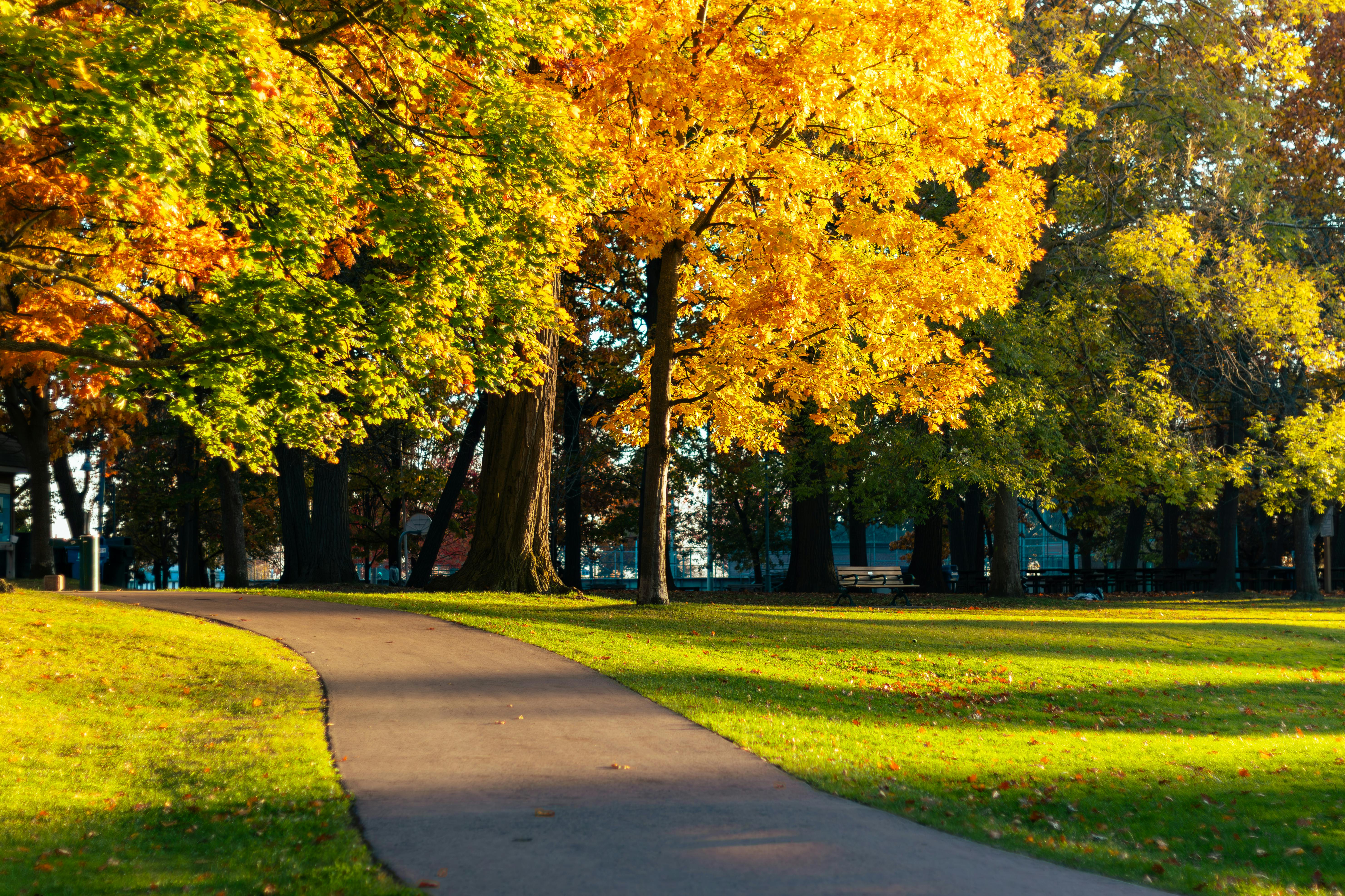A park in the evening ready for help with Fall lawn care in Toronto.