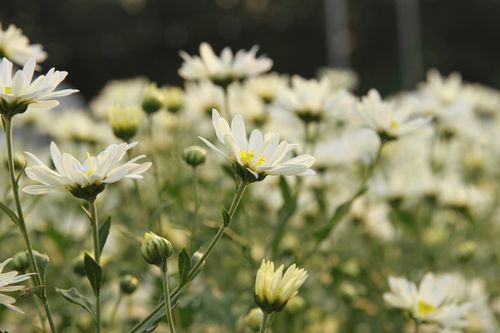 Free A tranquil garden filled with blooming white daisies under natural daylight. Stock Photo