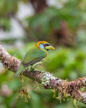 bird photo