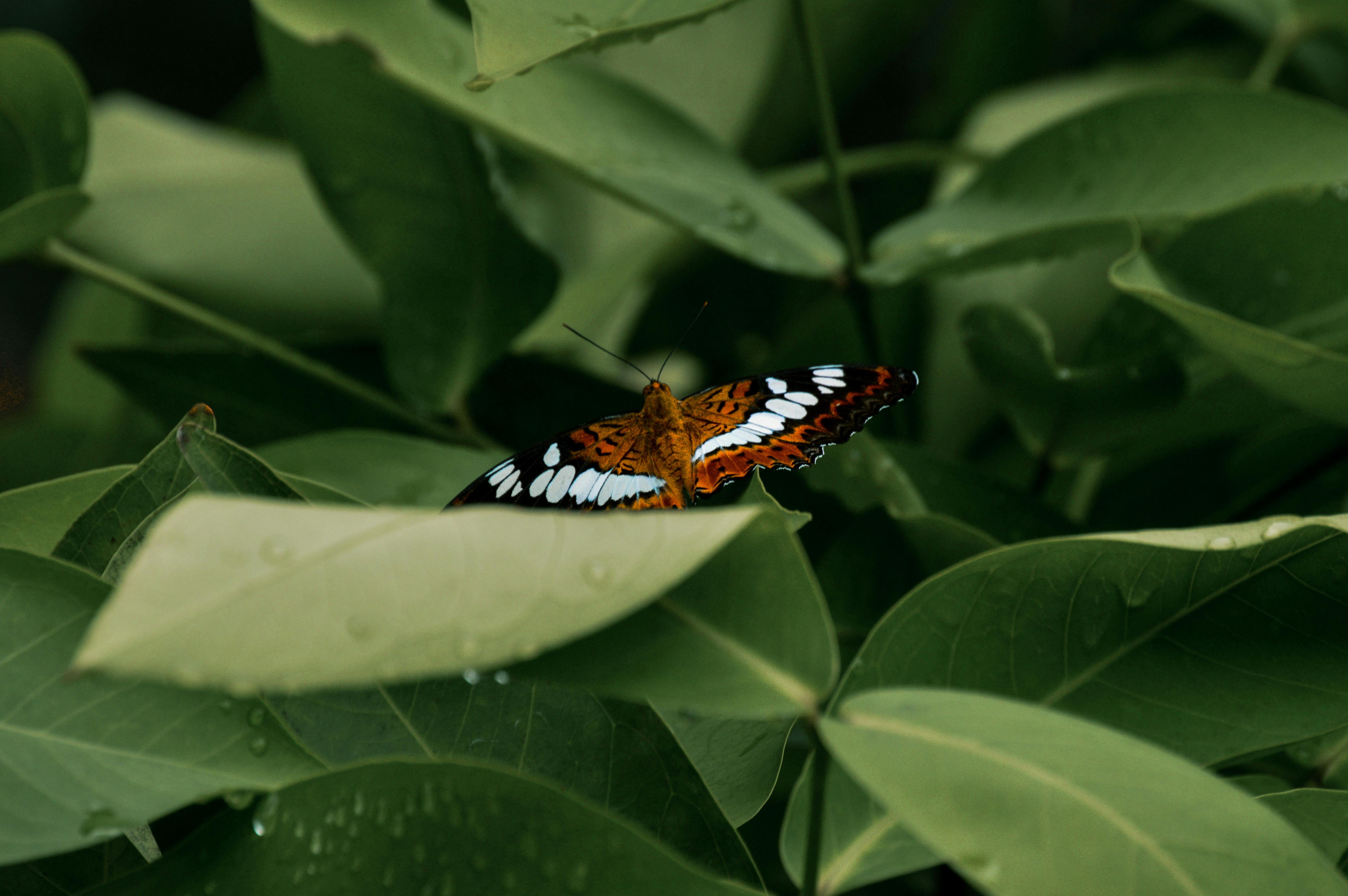 A colorful butterfly perched on fresh green leaves showcasing nature's beauty.