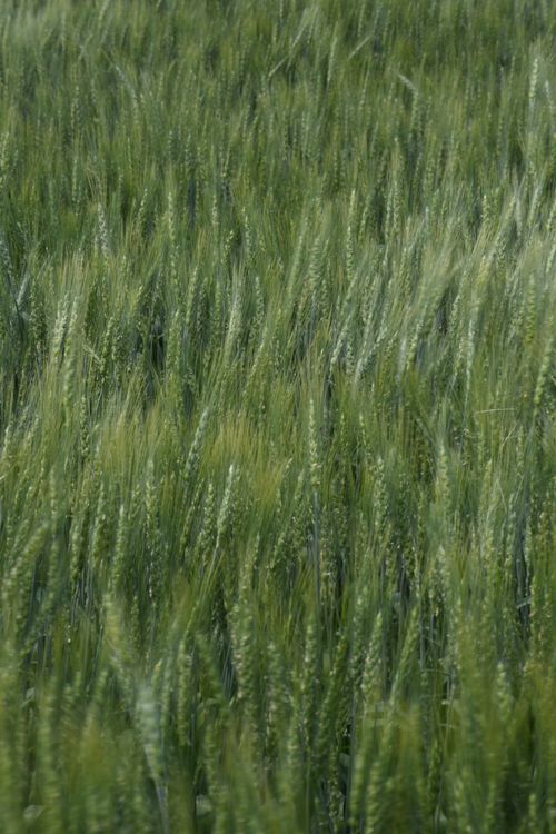 Free Vibrant green wheat field swaying in breeze, capturing spring growth. Stock Photo