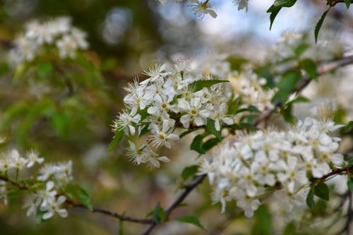 Free Beautiful white blossoms of a spring flowering tree captured in close-up. Stock Photo