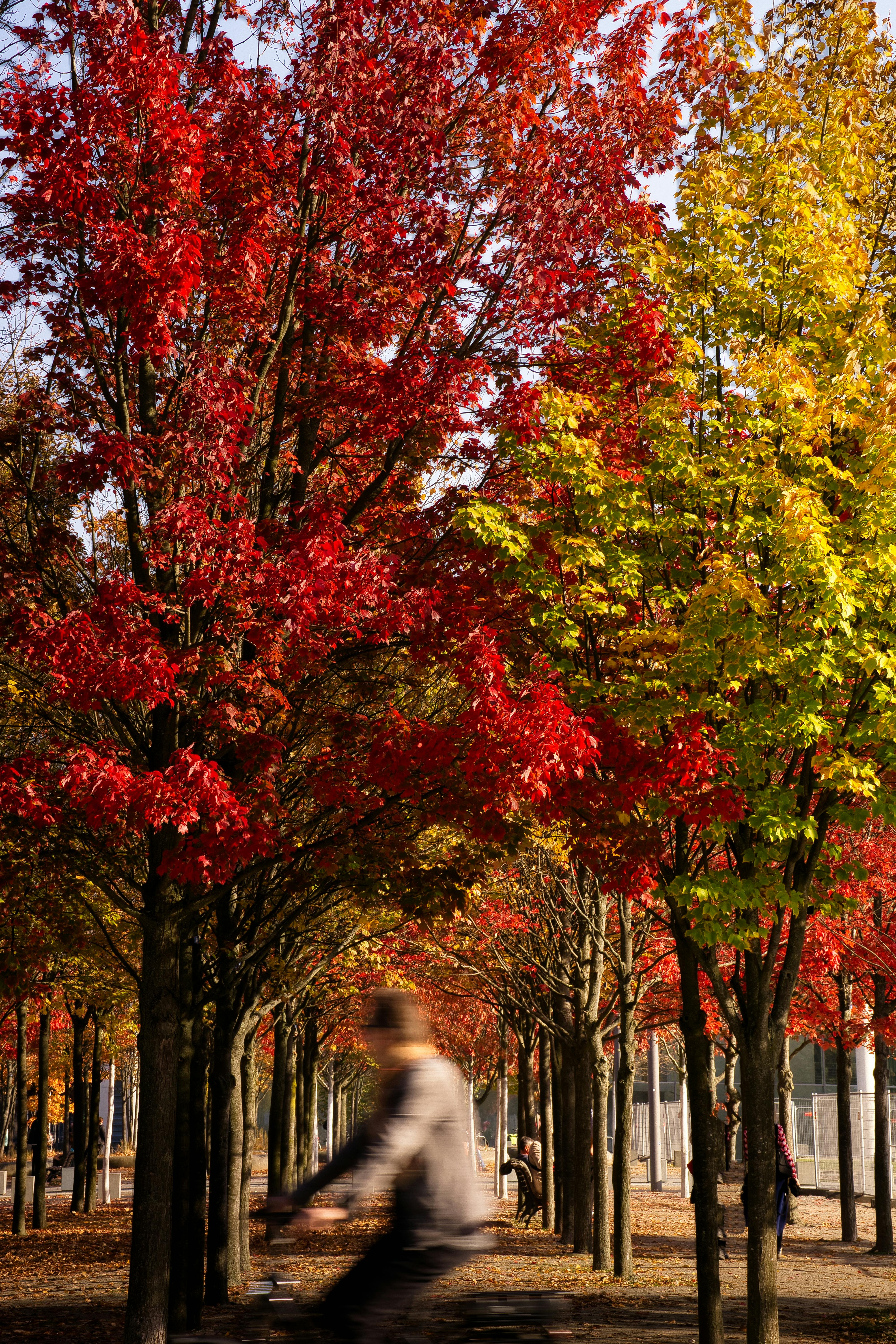 Vibrant autumn trees in Berlin with a motion-blurred cyclist on a sunny day.