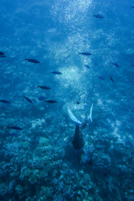 Underwater scene of a diver surrounded by marine life.