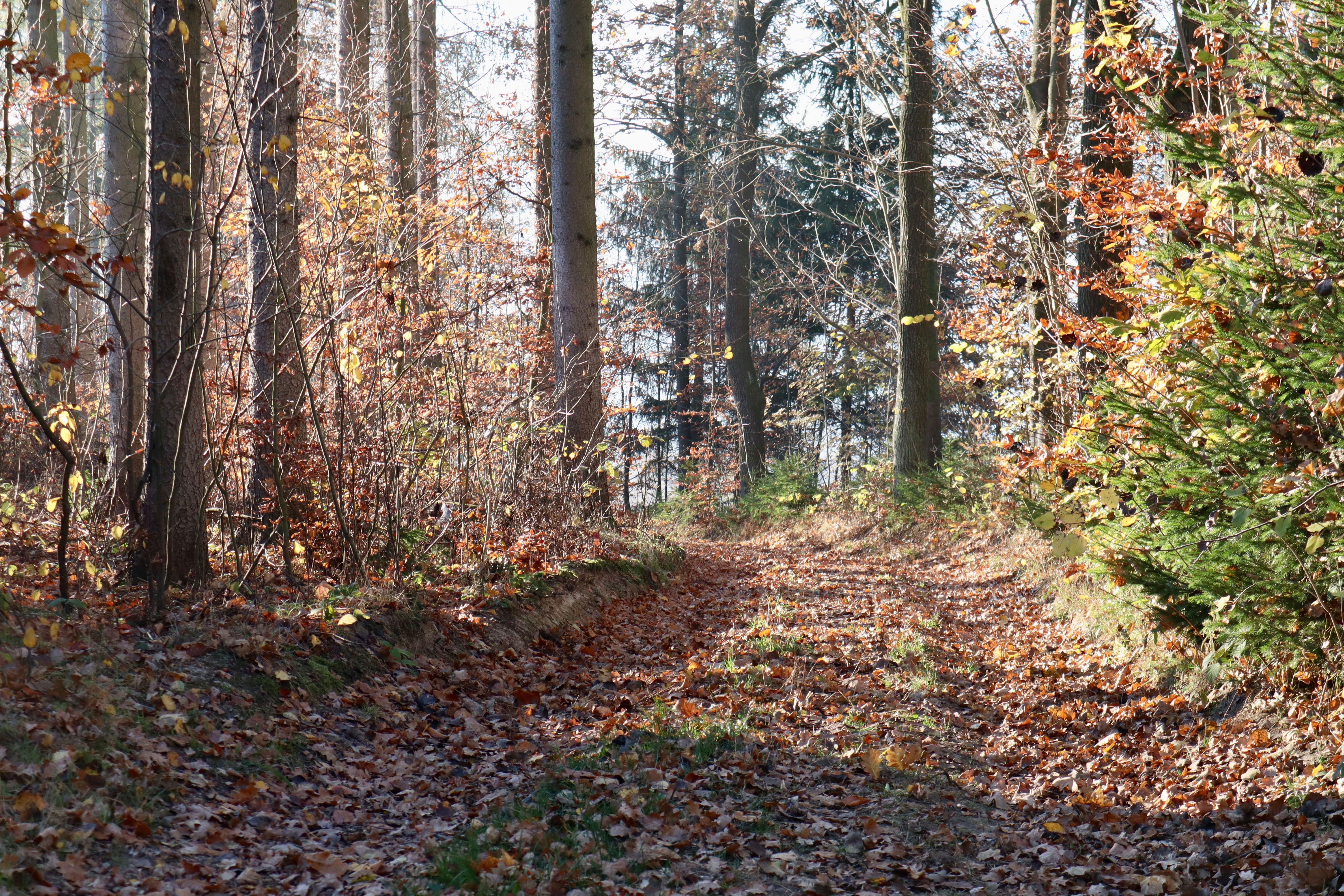 Waldweg zwischen Bäumen