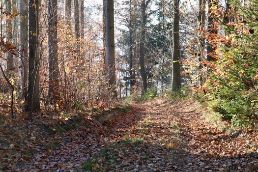 Beautiful forest pathway during fall with sunlight filtering through the trees.