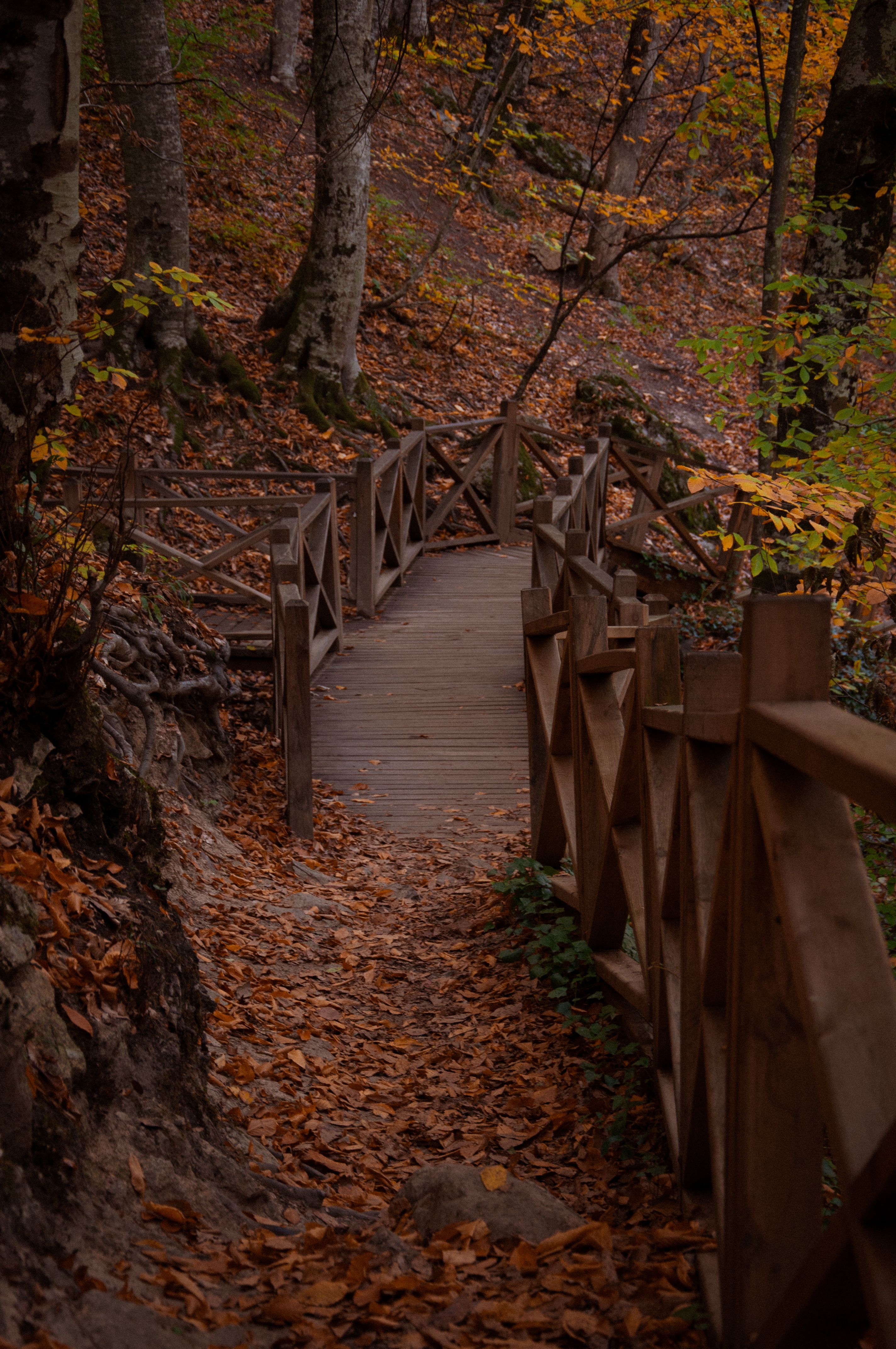 Serene Autumn Forest with Wooden Bridge Pathway · Free Stock Photo